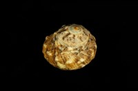 藏品(瘤珠螺)的圖片